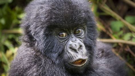 Four Rare Mountain Gorillas Die In Uganda Lightning Strike Bbc News