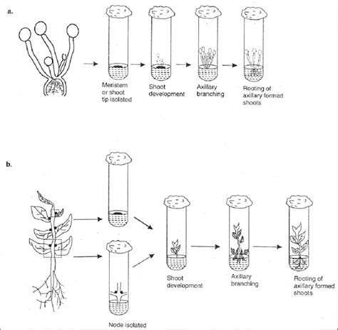 3 Schematic Representation Of Axillary Bud Method Of Vegetatively