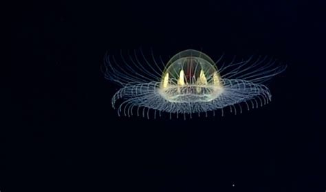 Three Quarters Of Deep Sea Creatures Glow In The Dark