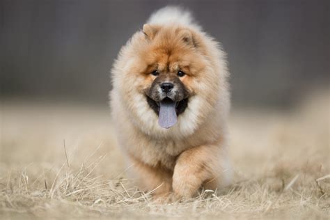 Chow Chow Wallpapers Top Free Chow Chow Backgrounds Wallpaperaccess