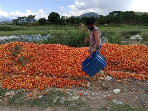 Tons Of Tomatoes From Ifugao Farmers Are Wasted Each Day Heres How To