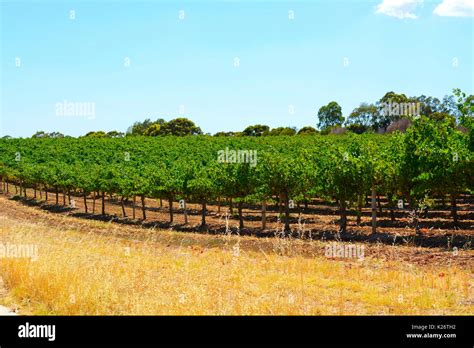 Australian Wineries Rows Of Grape Vines Taken On A Bright And Sunny Day