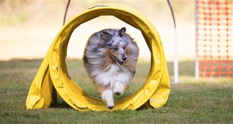 Things don't go perfectly o. Create Your Own Obstacle Course On A Budget | Cesar's Way