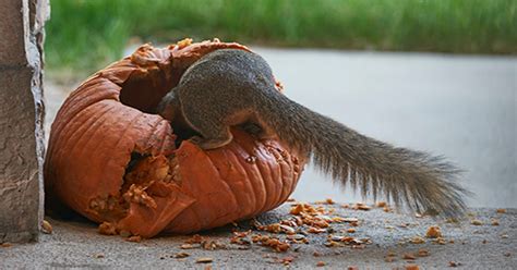 How To Keep Squirrels From Eating Your Pumpkins