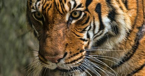 Why Is The Malayan Tiger Endangered Two Reasons The Big Cat Is In Trouble