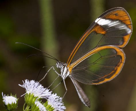 Save Our Beautiful Mother Nature Glass Winged Butterfly