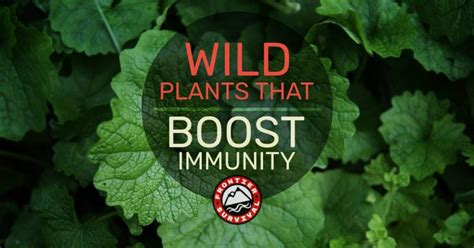 9 Edible Wild Plants To Fight Cold And Flu Naturally Frontier Survival