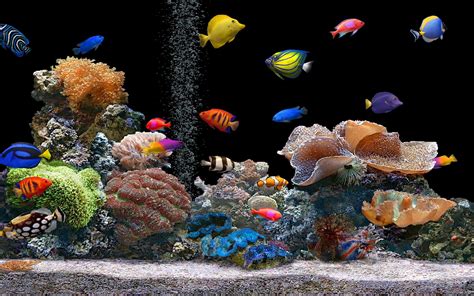 Aquarium Live Wallpaper Windows 10 - WallpaperSafari