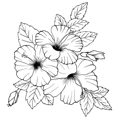 Hibiscus Flowers Drawing And Sketch With Line Art On White Backgrounds