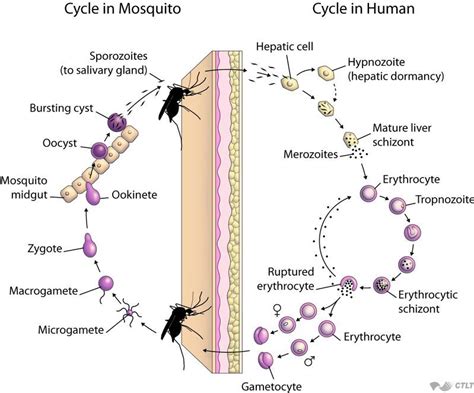 Plasmodium Life Cycle Biology Facts Biology Lessons Biology Notes