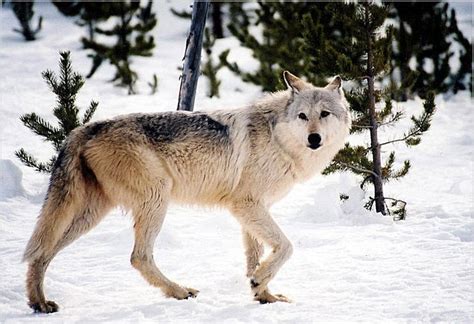 Canis Lupus 101 Gray Wolves Still Protected In Illinois
