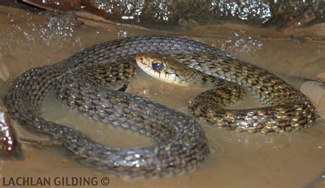 Snake Identification Snake Catchers Brisbane