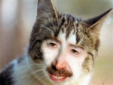 Funny Cats Today 8 Foto Funny A Day Cat With Human Face Animals