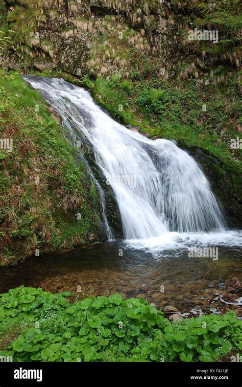 Waterfall Black Forest Germany Stock Photo Alamy