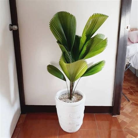 17 Types Of Indoor Palm Plants Best Palm Varieties