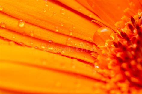 Gerbera Flower Petals In Bright Orange Covered In Water Droplets Stock
