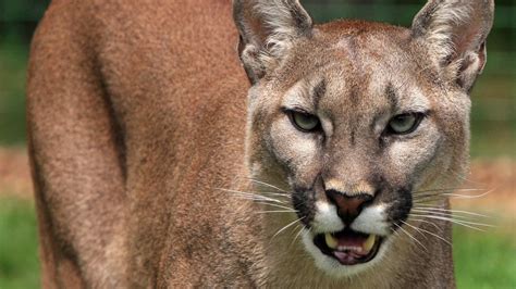 Mountain Lion Snarls And Growls Sound Effect Youtube