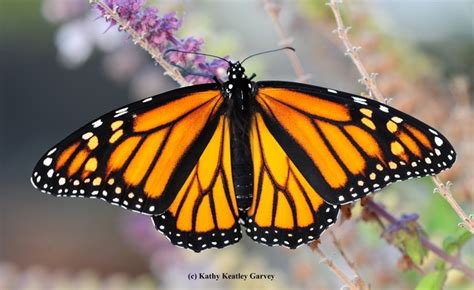 Monarch Butterflies Closer To Extinction Bug Squad Anr Blogs