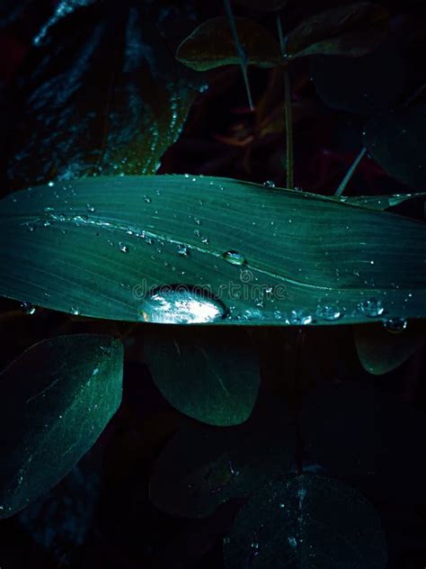 Water Droplets On Green Plant Leaf At Dark Time Stock Photo Image Of