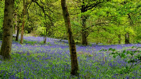 Pictures England Surrey Spring Nature Forest Campanula 1366x768