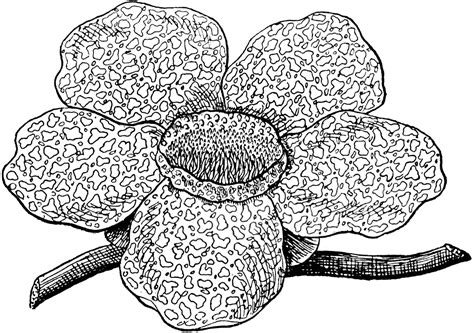 Rafflesia Clipart Etc