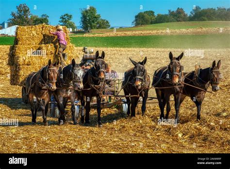 Amish farmers harvesting hay, Lancaster county Pennsylvania Stock Photo