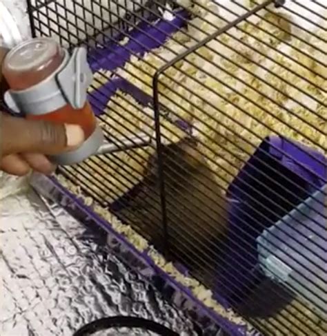 shocking video shows men dosing hamster with lsd and weed metro news