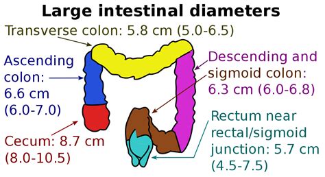 The ascending, transverse, descending, and sigmoid colons. File:Diameters of the large intestine.svg - Wikipedia