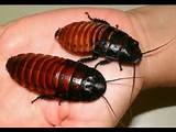 Pictures of The Largest Cockroach