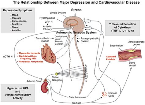 The Relationship Of Depression To Cardiovascular Disease Epidemiology