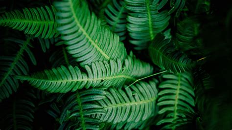 Tropical Leaves 4k Wallpapers Wallpaper Cave