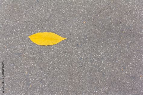 Autumn Yellow Leaf On The Background Of Pavement Stock Foto Adobe Stock