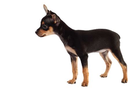 Meet The English Toy Terrier Toy Manchester Terrier