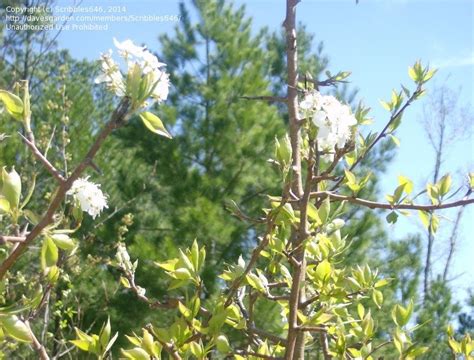 Plant Identification East Texas Thorn Trees 1 By