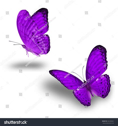 Beautiful Purple Butterfly Flying Stock Photo 362306561 Shutterstock