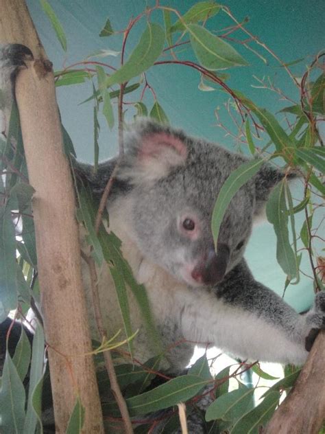 The Steve Irwin Australia Zoo In Beerwah Queensland Travel