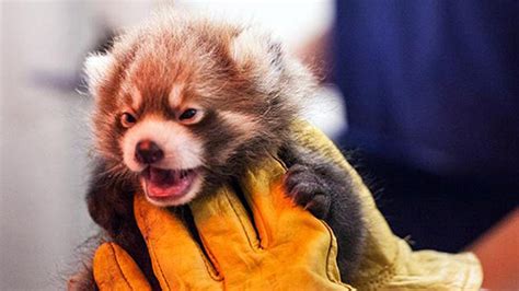 Lincoln Park Zoos Red Panda Cubs Named With Nod To Wrigley Field