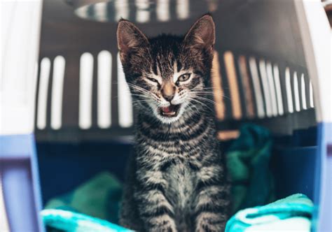 Getting A Shelter Cat The Abcs Catonsville Cat Clinic