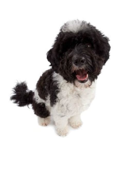 Portuguese Water Dog Breed Information And Photos