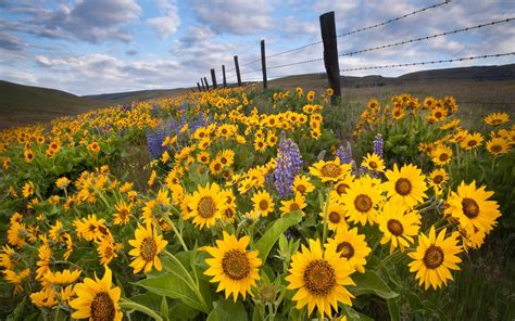 Beautiful Sunflower Field Wallpaper 1920x1200 22599