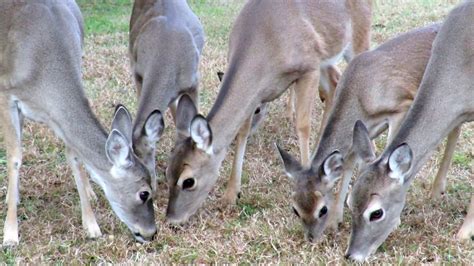Feeding Deer In Our Backyard Youtube