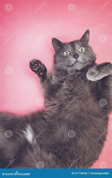Grey Funny Cat Posing Stock Photo Image Of Kitten Furry 51718236