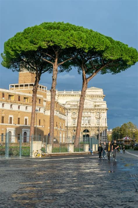 Italian Stone Pines Pinus Pinea Aka Umbrella Pinesparasol Pines Tall