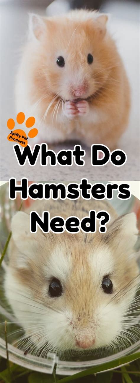 What Do Hamsters Need Heres How To Make Your Own Hamster Starter Kit