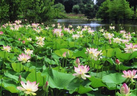 Nutritional And Health Benefits Of The Lotus Plant Caloriebee
