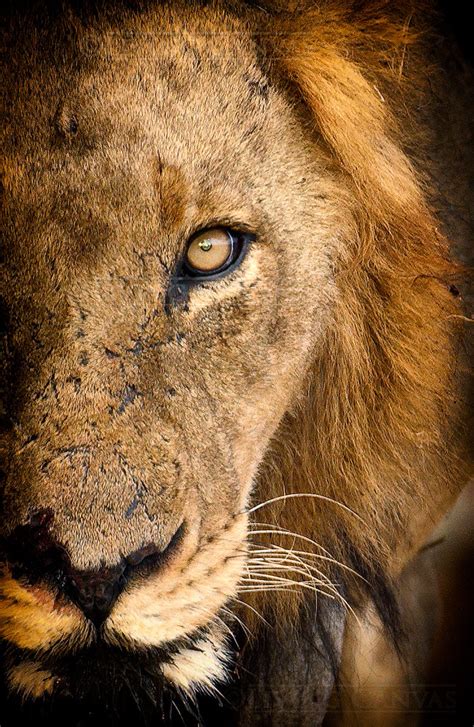Lion Face Portrait African Wildlife Wall Art Prints