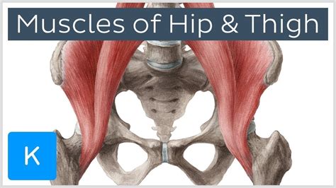 Muscles Of The Hip And Thigh Human Anatomy Kenhub Vidoe