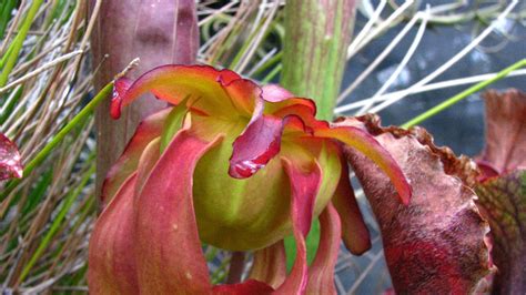 Pitcher Plants Catch More Bugs When Their Traps Take Time