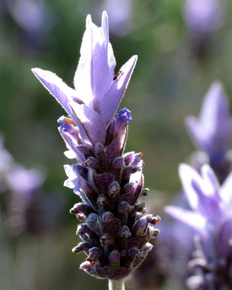 Types Of French Lavender Lavender Plant