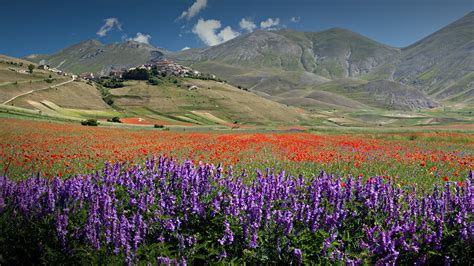 Landscape With Castelluccio Di Norcia And Flowering